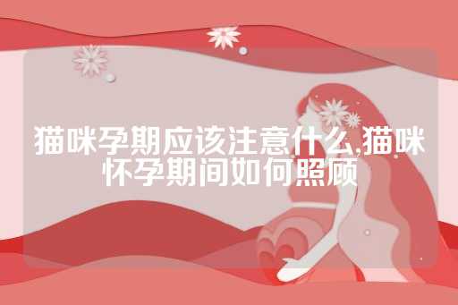 猫咪孕期应该注意什么,猫咪怀孕期间如何照顾